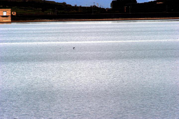 Biviere di Lentini 23.1.2011 (37).jpg